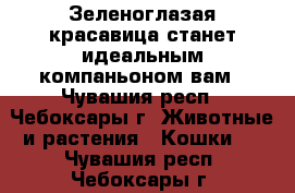  Зеленоглазая красавица станет идеальным компаньоном вам - Чувашия респ., Чебоксары г. Животные и растения » Кошки   . Чувашия респ.,Чебоксары г.